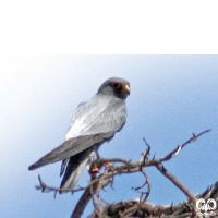 گونه شاهین دودی Sooty Falcon